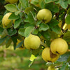 Dwarf Quince Fruit (Chaenomeles japonica)