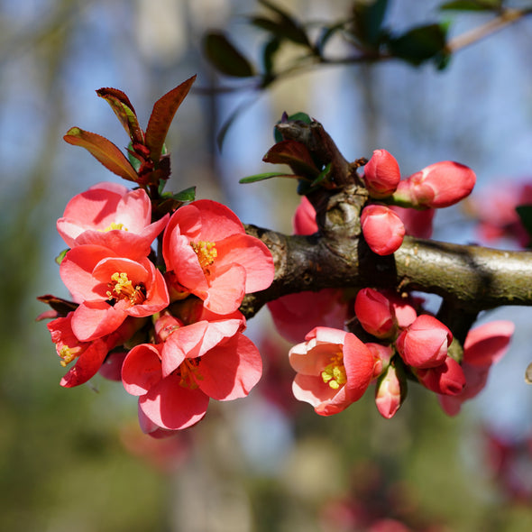 Japanese Quince Flowers (Chaenomeles speciosa)