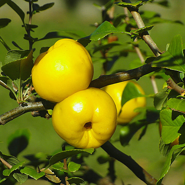 Japanese Quince Fruit (Chaenomeles speciosa)