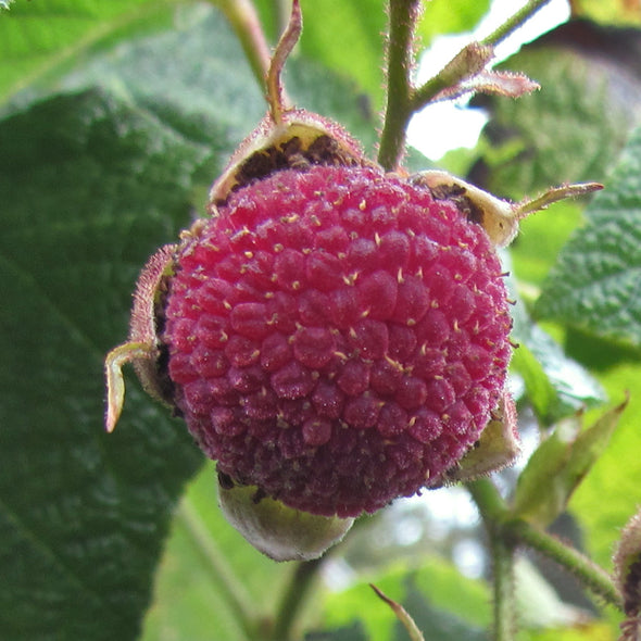 Purple Flowered Raspberry Fruit (Rubus odoratus)