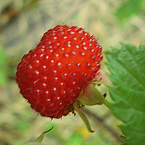 Queensland Raspberry Fruit (Rubus probus)