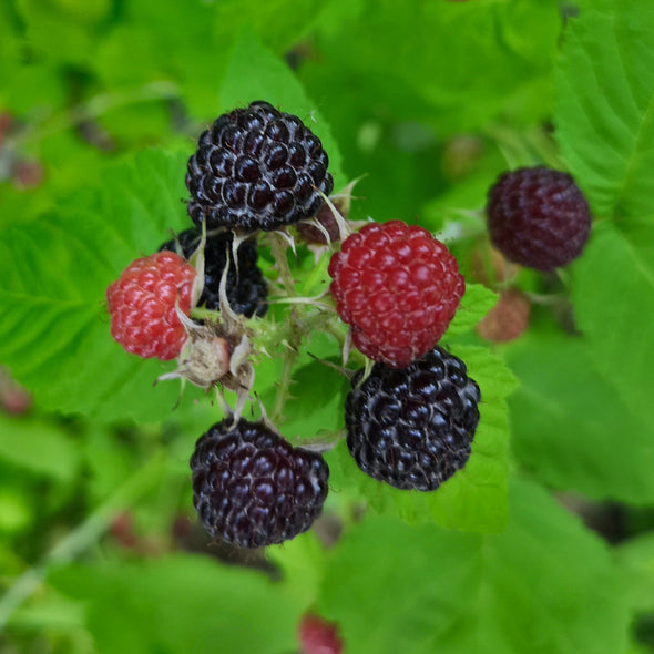 Wild Black Raspberry Fruit (Rubus occidentalis)