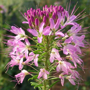 Rocky Mountain Bee Plant - (Cleome serrulata) seeds - amkha-seed.myshopify.com