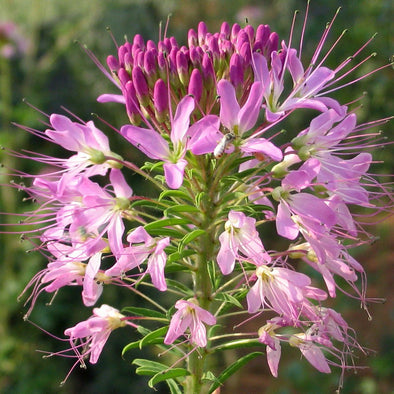 Rocky Mountain Bee Plant - (Cleome serrulata) seeds - amkha-seed.myshopify.com