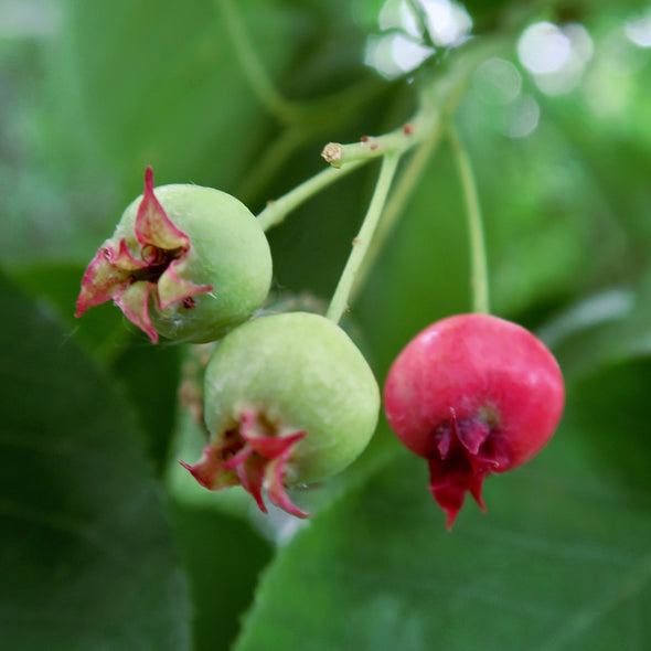 Apple Serviceberry Fruit (Amelanchier x grandiflora)