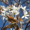 Smooth Serviceberry Flowers (Amelanchier laevis)