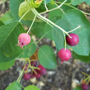 Smooth Serviceberry Fruit (Amelanchier laevis)