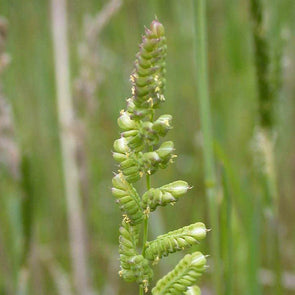 Sloughgrass (American) - (Beckmannia syzigachne) seeds - amkha-seed.myshopify.com