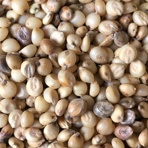 Sorghum 'Tarahumara Popping' - (Sorghum bicolor) seeds - amkha-seed.myshopify.com