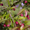 Spindle Tree Flowers (Euonymus europaeus)