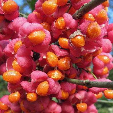 Spindle Tree Fruit (Euonymus europaeus)