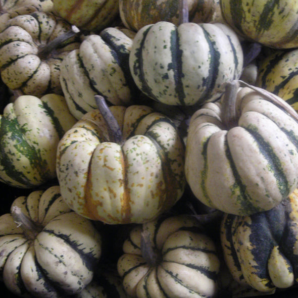 Squash (winter) 'Sweet Dumpling' - (Cucurbita maxima) seeds - amkha-seed.myshopify.com
