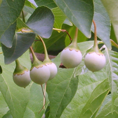 Japanese Storax Fruit (Styrax japonica)