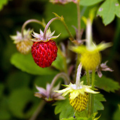 Strawberry (alpine) 'Italian' - (Fragaria vesca) seeds - amkha-seed.myshopify.com