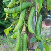 Sword Bean Pods (Canavalia ensiformis)