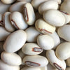 Sword Bean - (Canavalia ensiformis) seeds - amkha-seed.myshopify.com