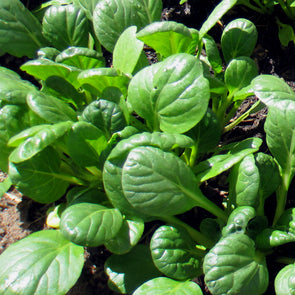 Tat Soi - (Brassica rapa 'rosularis') seeds - amkha-seed.myshopify.com