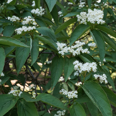 Tea Viburnum Flowers (Viburnum setigerum)