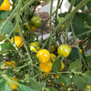 Tomato 'Blondkopfchen' - (Solanum lycopersicum) seeds - amkha-seed.myshopify.com