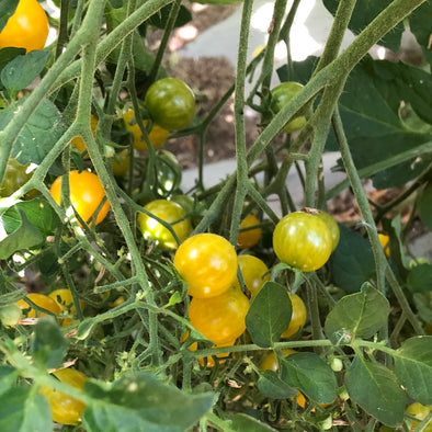 Tomato 'Blondkopfchen' - (Solanum lycopersicum) seeds - amkha-seed.myshopify.com