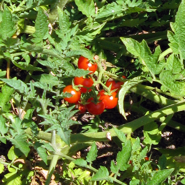 Tomato 'Currant Sweet Pea' - (Solanum pimpinellifolium) seeds - amkha-seed.myshopify.com