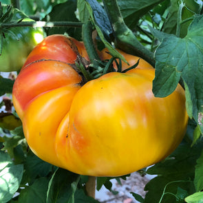 Tomato 'Gold Medal' - (Solanum lycopersicum) seeds - amkha-seed.myshopify.com