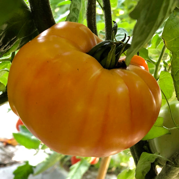 Tomato 'Gold Medal' - (Solanum lycopersicum) seeds - amkha-seed.myshopify.com