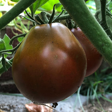 Tomato 'Japanese Black Trifele' - (Solanum lycopersicum) seeds - amkha-seed.myshopify.com