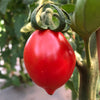 Tomato 'Mt. Vesuvius' - (Solanum lycopersicum) seeds - amkha-seed.myshopify.com