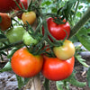 Tomato 'New Hampshire Victor' - (Solanum lycopersicum) seeds - amkha-seed.myshopify.com