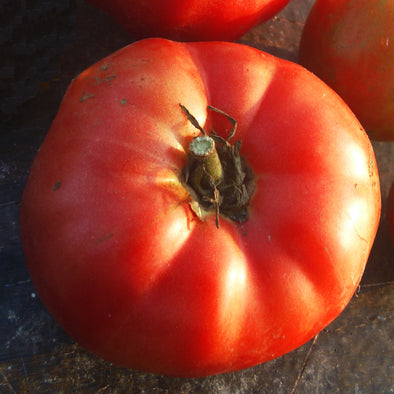 Tomato 'Red Brandywine' - (Solanum lycopersicum) seeds - amkha-seed.myshopify.com