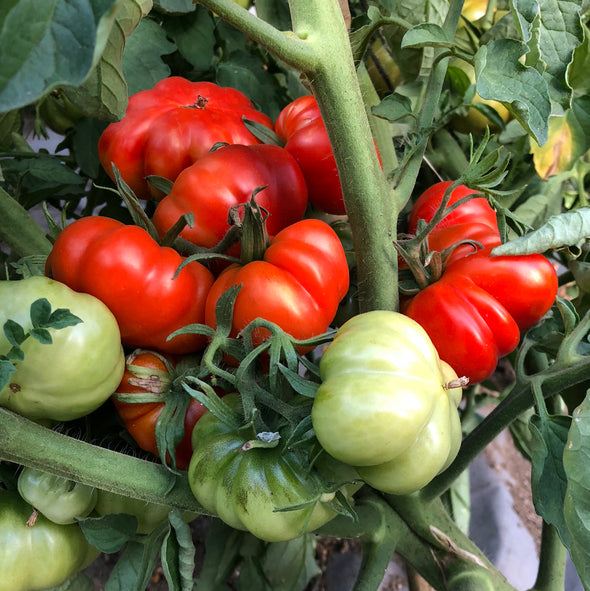 Tomato 'Rosso Sicilian' - (Solanum lycopersicum) seeds - amkha-seed.myshopify.com
