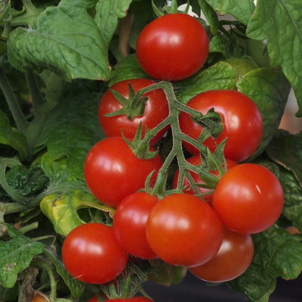 Tomato 'Tiny Tim' - (Solanum lycopersicum) seeds - amkha-seed.myshopify.com