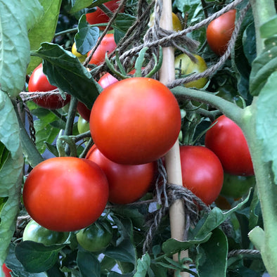 Tomato 'Variegated' - (Solanum lycopersicum) seeds - amkha-seed.myshopify.com