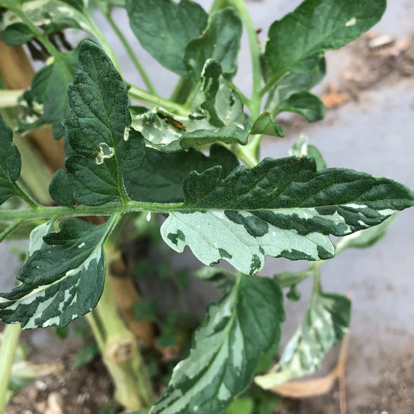 Tomato 'Variegated' - (Solanum lycopersicum) seeds - amkha-seed.myshopify.com