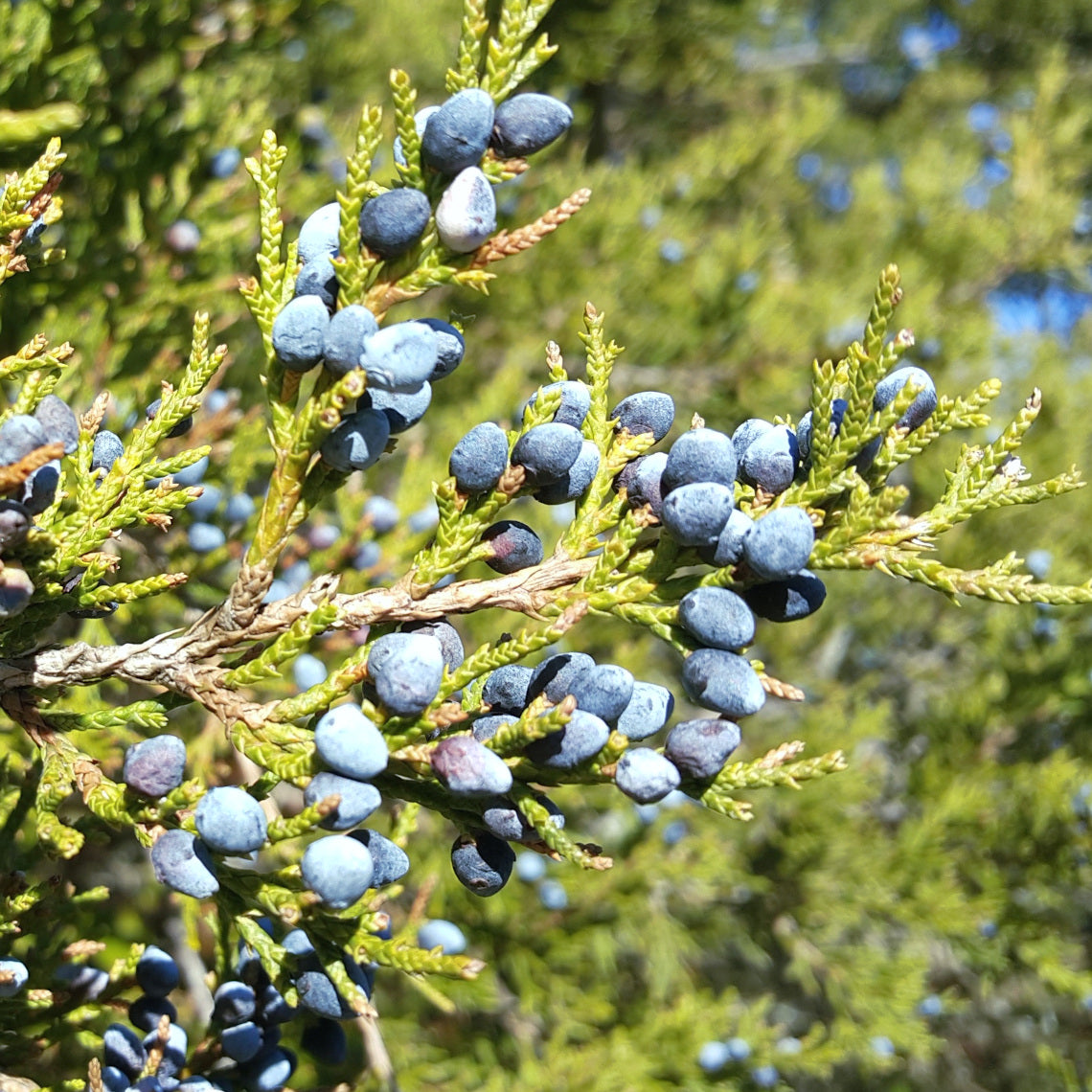 Virginian Juniper - (Juniperus virginiana)