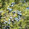 Virginian juniper Berries (Juniperus virginiana)