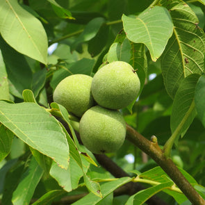 Hardy Carpathian Walnut Fruit (Juglans regia carpathian)