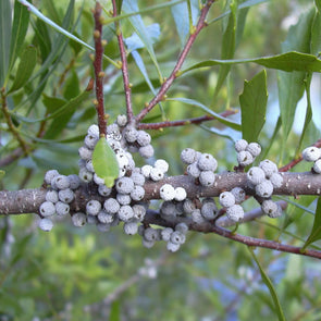 Wax Myrtle Fruit (Myrica cerifera)