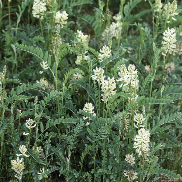 Wild Licorice  - (Glycyrrhiza lepidota) seeds - amkha-seed.myshopify.com