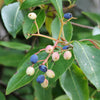 Wild Raisin Witherod Fruit (Viburnum nudum var. cassinoides)