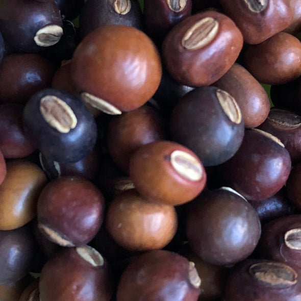 Winged Bean Seeds - (Psophocarpus tetragonolobus)