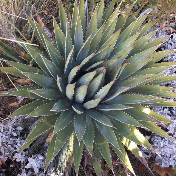 Agave Kaibab Plateau Century Plant - (Agave Utahensis Kaibabensis) Seeds