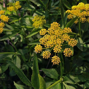 Alexanders Golden - (Zizia Aurea) Seeds