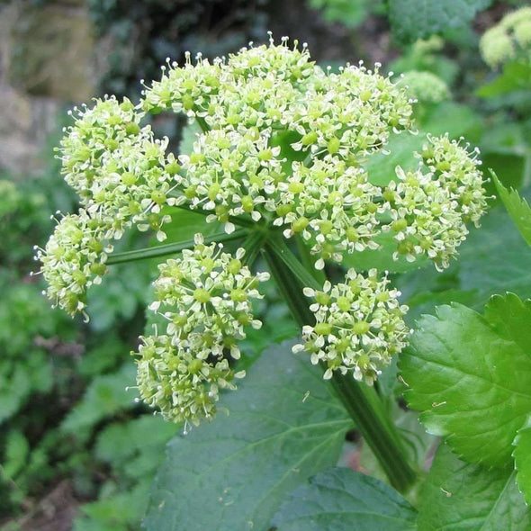 Alexanders Peace - (Smyrnium Olusatrum) Seeds