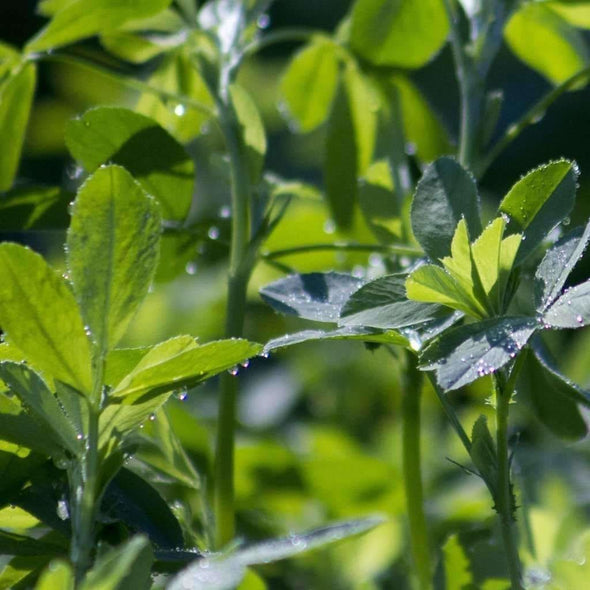 Alfalfa Common - (Medicago Sativa) Seeds