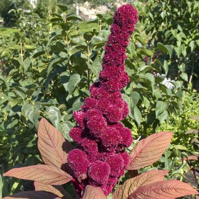 Amaranth Elephant Head - (Amaranthus Gangeticus) Seeds