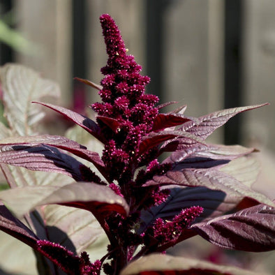 Amaranth Hopi Red Dye - (Amaranthus Caudatus) Seeds