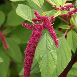 Amaranth Mix - (Amaranthus Caudatus) Seeds