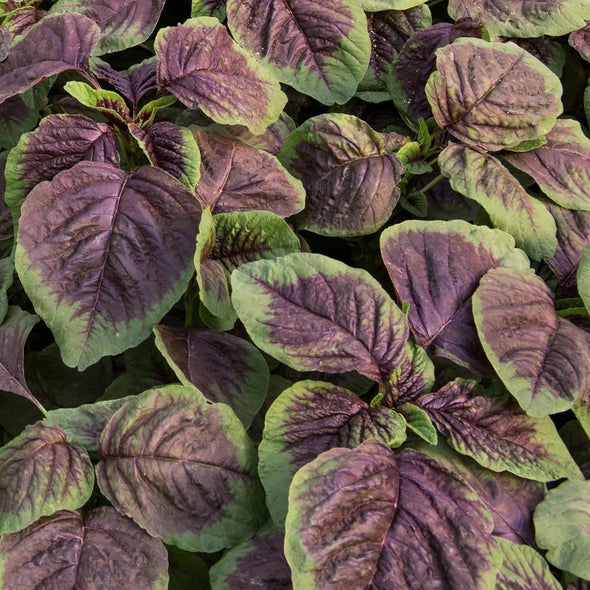 Amaranth Red Beauty - (Amaranthus Tricolor) Seeds